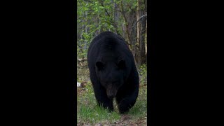 Being this close to a GIANT black bear will most definitely get your heart pumping