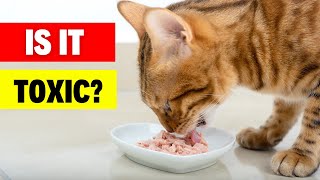 Is Canned Tuna Bad For Cats? (The REAL Truth) #catlovers #catbreed #catvideos #cat #pets #cats by Geographic Animalz 248 views 4 months ago 2 minutes, 23 seconds