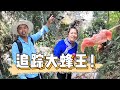 老羅帶小曾去山上拿野蜂蜜糖，發現王蜂來偷襲，拿肉來當誘餌反追踪！ 【侗家老羅】