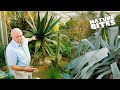 David Attenborough&#39;s Remarkable Discovery: Unveiling Nature&#39;s Intriguing Plant