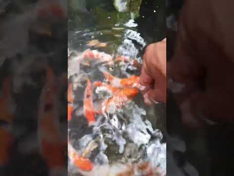 Ikan Koi Bergembira