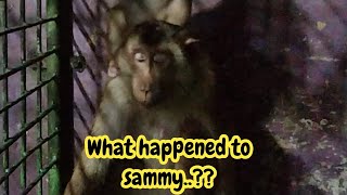 Semoga Lekas Sembuh Samy