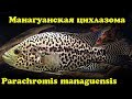 Манагуанская цихлазома - Parachromis managuensis