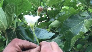 تلقيح قرع الزجاجة يدويا. How to hand pollinate a bottle gourd .