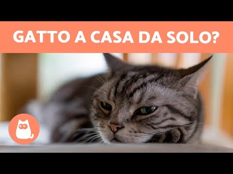 Video: È Possibile Lasciare Un'eredità Al Tuo Gatto?