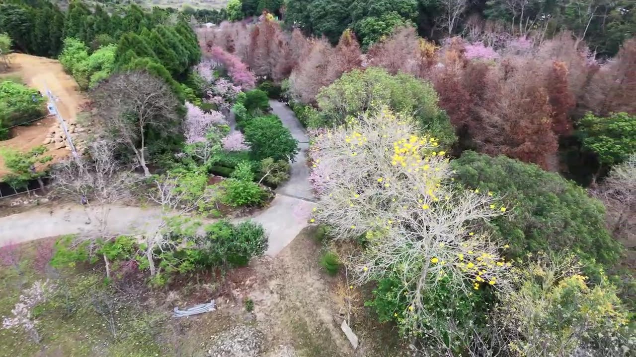 新社櫻花🌸新秘境
