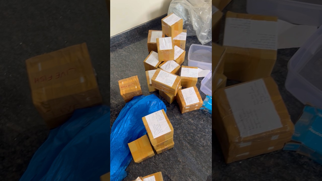 How to track orders on Professional Courier 🚚 