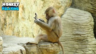 Fascinating Monkey Relaxing