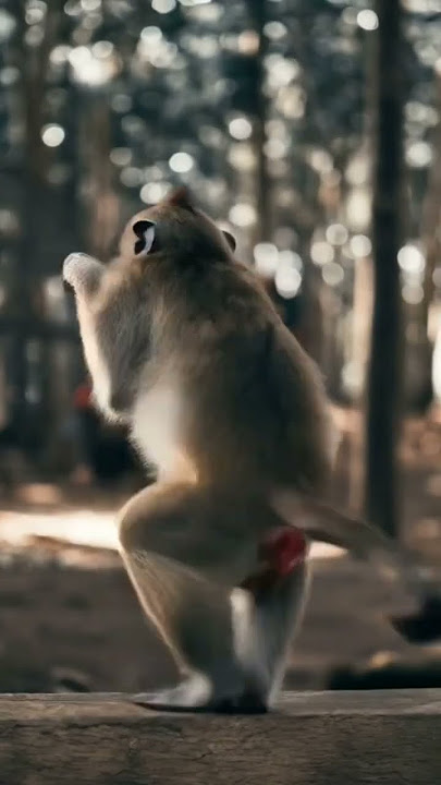 Dancing monkey