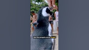 A Penguin Swims 5,000 Miles Every Year… Just to See One Man