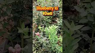 Blueberry ki kheti | Blueberry में pruning की गलती = फसल बर्बाद #farming #agriculture