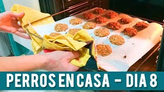 Galletas Para Perros | Día 8