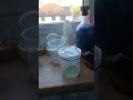 Saturday 16 may feeding the sea monkeys