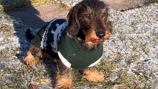 Philosopher Dachshund Teddys Very Important New Year Resolutions