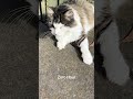 Zero Hour #fypage #pet #cute #viral #foryou #animals #cat #catlife #shorts #fyp #oneeyedcat #love