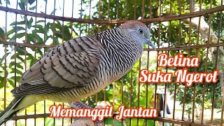 Perkutut Betina gacor Ngerot memanggil Jantan || Turtle dove