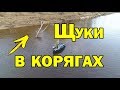 Кто живет под этой корягой?Как вкусно приготовить судака?Рыбалка на спиннинг осенью.