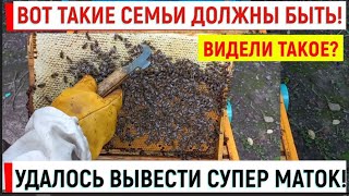 Вот Такие Семьи Должны Быть! Удалось Вывести Супер Маток!