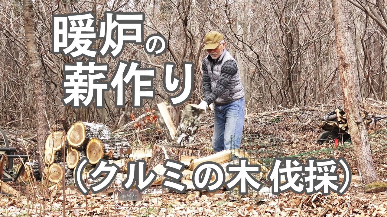 クルミの木の薪 薪作り(クルミの木伐採と薪割り) #薪割り#クルミ#チェンソー