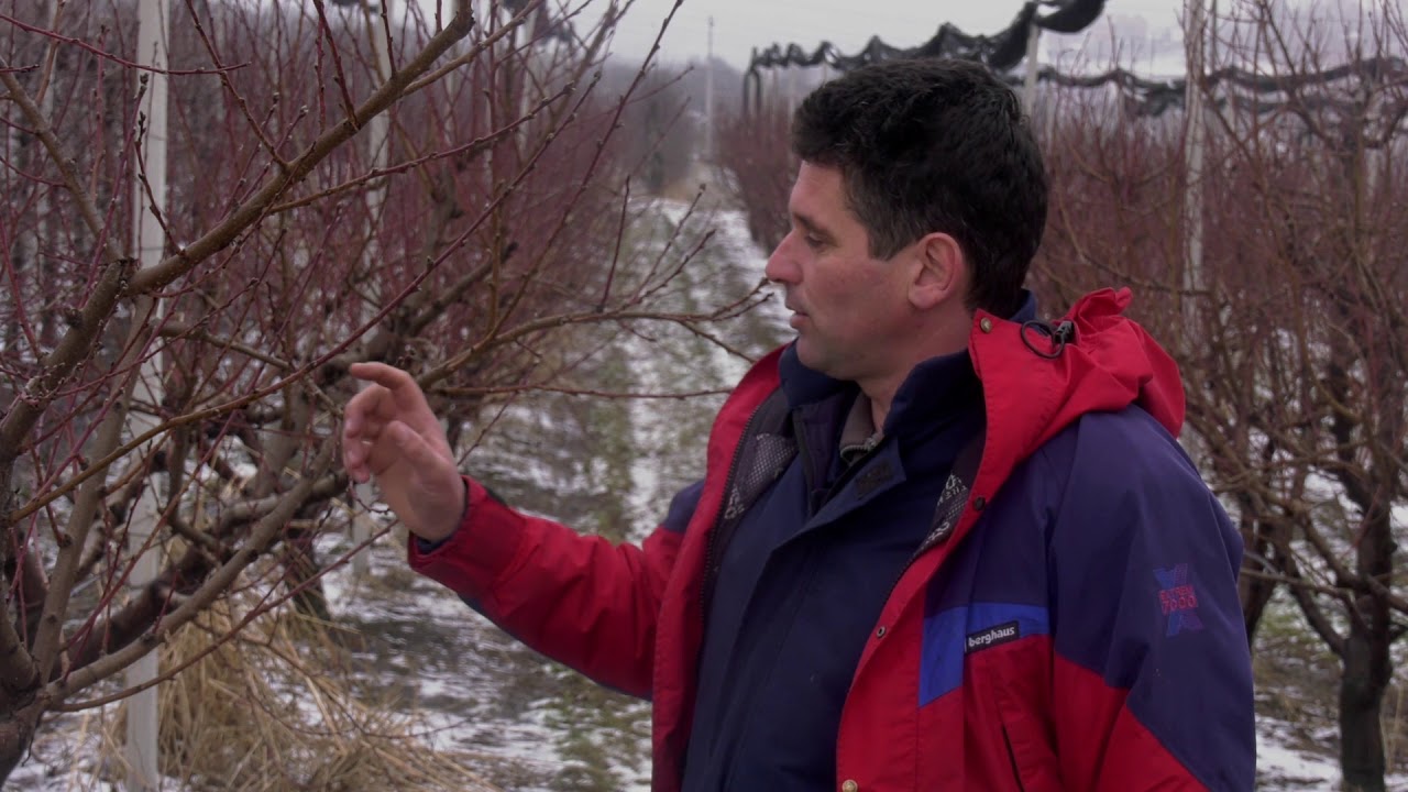 Zimska rezidba breskve