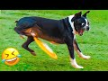 Best Funniest Cats And Dogs Videos 😹🐶 Funny Cat Videos  -  Funny Animals #1