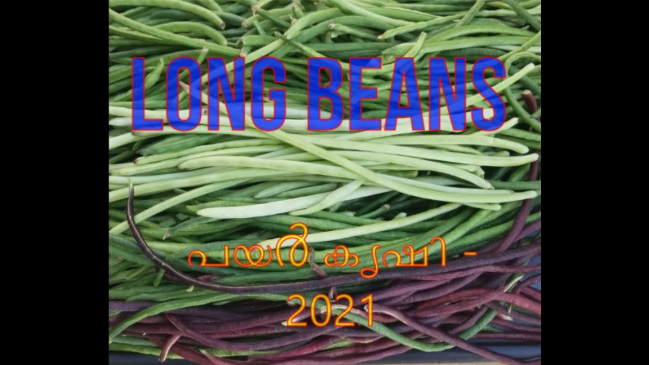 Long Beans 2021 YouTube