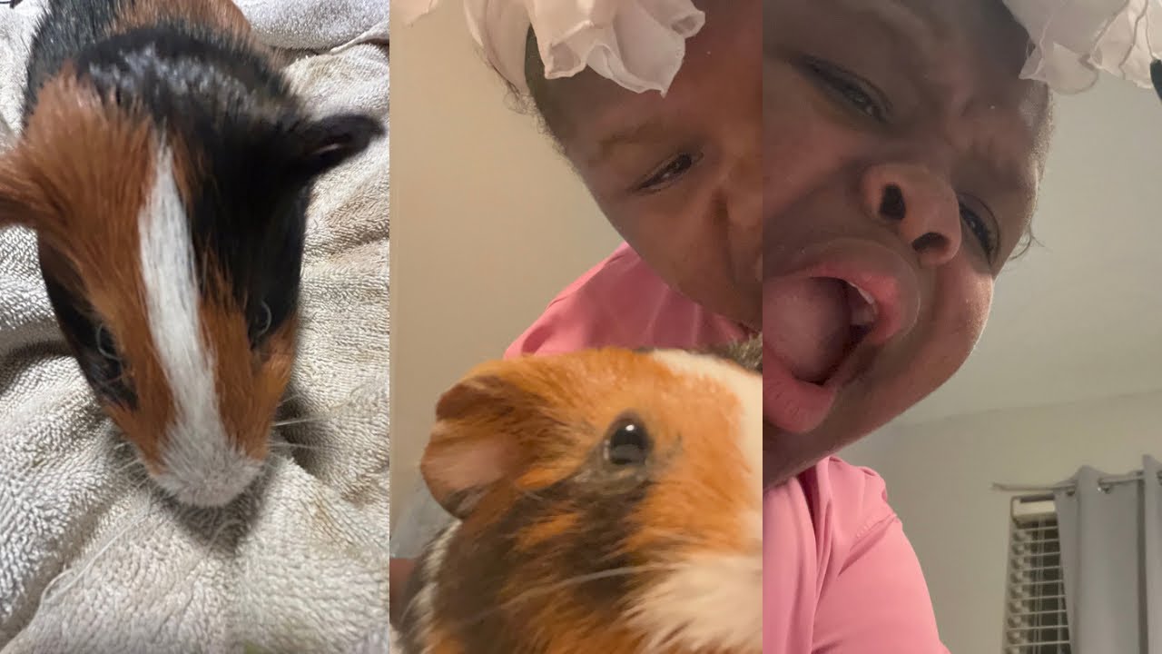 Trading my guinea pig 🐹 ￼