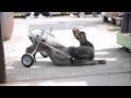 Paralysed rabbit gets bunny WHEELCHAIR