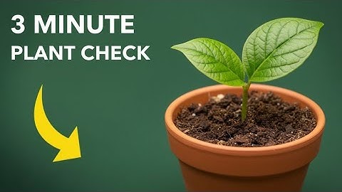The 3-Minute Plant Check: Uncover Hidden Soil Secrets!