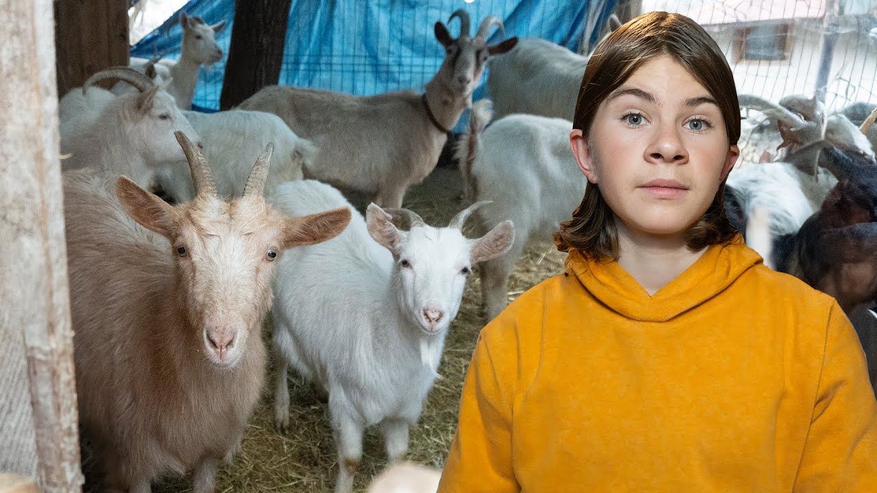 Am cumpărat 2 capre noi!🐐