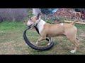 Bull terrier: What is an indestructible dog toy?