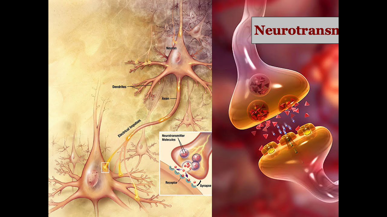 Annotated Neurotransmitters 1