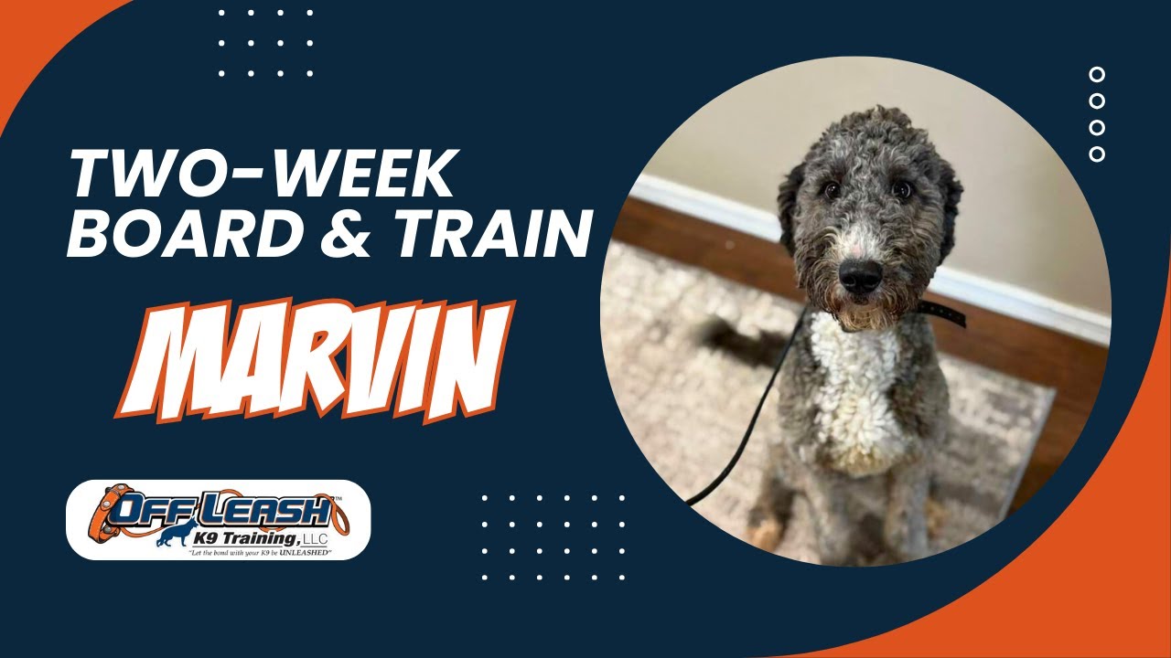 Amazing: How 8 month Doodle "Marvin"  Became Well Behaved with Off Leash K9 Training Spokane