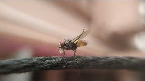 Macro Fly Video #macro #macrophoto #macrophotography #macroworld #photography  #macros