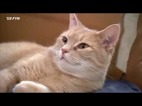 Video: Håndtering Af Leversygdom Hos Katte Med Ernæringstilskud
