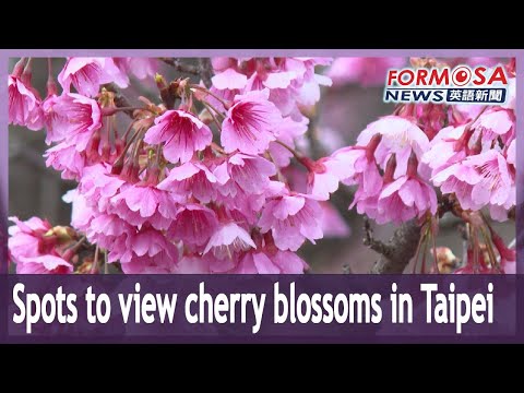 Spots to view cherry blossoms in Taipei｜Taiwan News