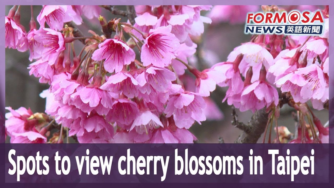 Spots to view cherry blossoms in Taipei｜Taiwan News