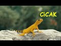 Download Lagu CICAK LUCU WARNA WARNI | LAGU CICAK CICAK DI DINDING TERBARU #cicakcicakdidinding #lagucicak #cicak