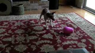 Dog Pyramid Demonstration