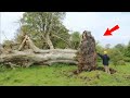Шторм повалил 200-летнее дерево. То, что обнаружили, повергло всех в ужас!