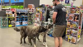 Anatolian Shepherd Obedience Training  Remy & JoJo Take a Fieldtrip