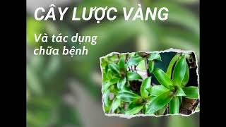 Cây lược vàng giúp ức chế tế bào ung thư, chữa gan nhiễm mỡ #podcastsuckhoe