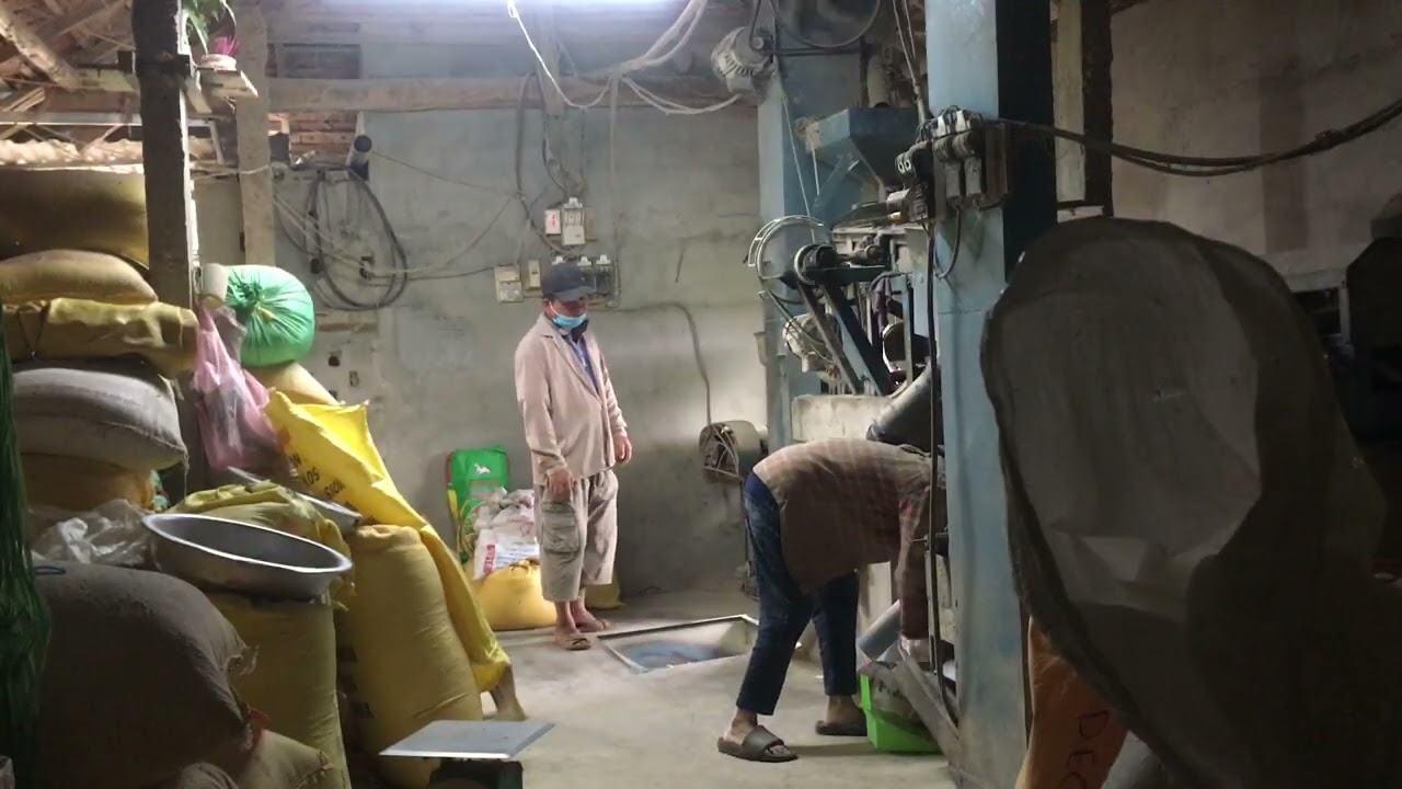 say gạo say lúa ở quê