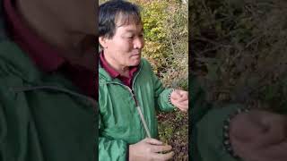 晩秋の森　ノイバラの実　Nov. 1