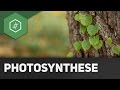 Wie funktioniert die photosynthese  remake
