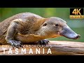 David Attenborough | Tasmania | Documentary Mp3 Song