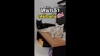 จริงๆแล้ว!! ผมเป็นพี่น้อง คลานตามกันมา🤣 | ซุปตาร์หน้าแมว