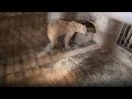 La prison des ours polaires au canada