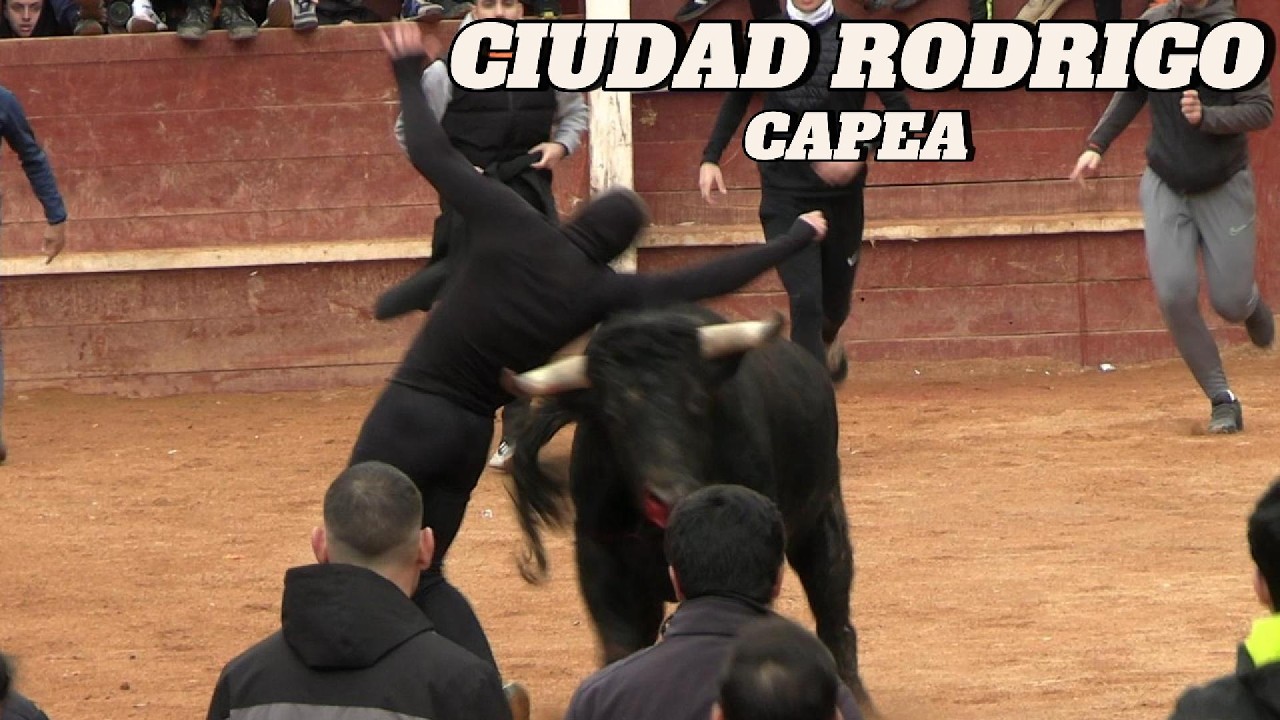 CIUDAD RODRIGO • 🔔Carnaval del Toro🔔 • Capea Lunes