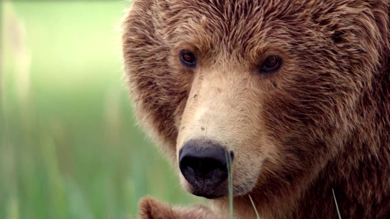 Тюменский Медведь АКБ - YouTube